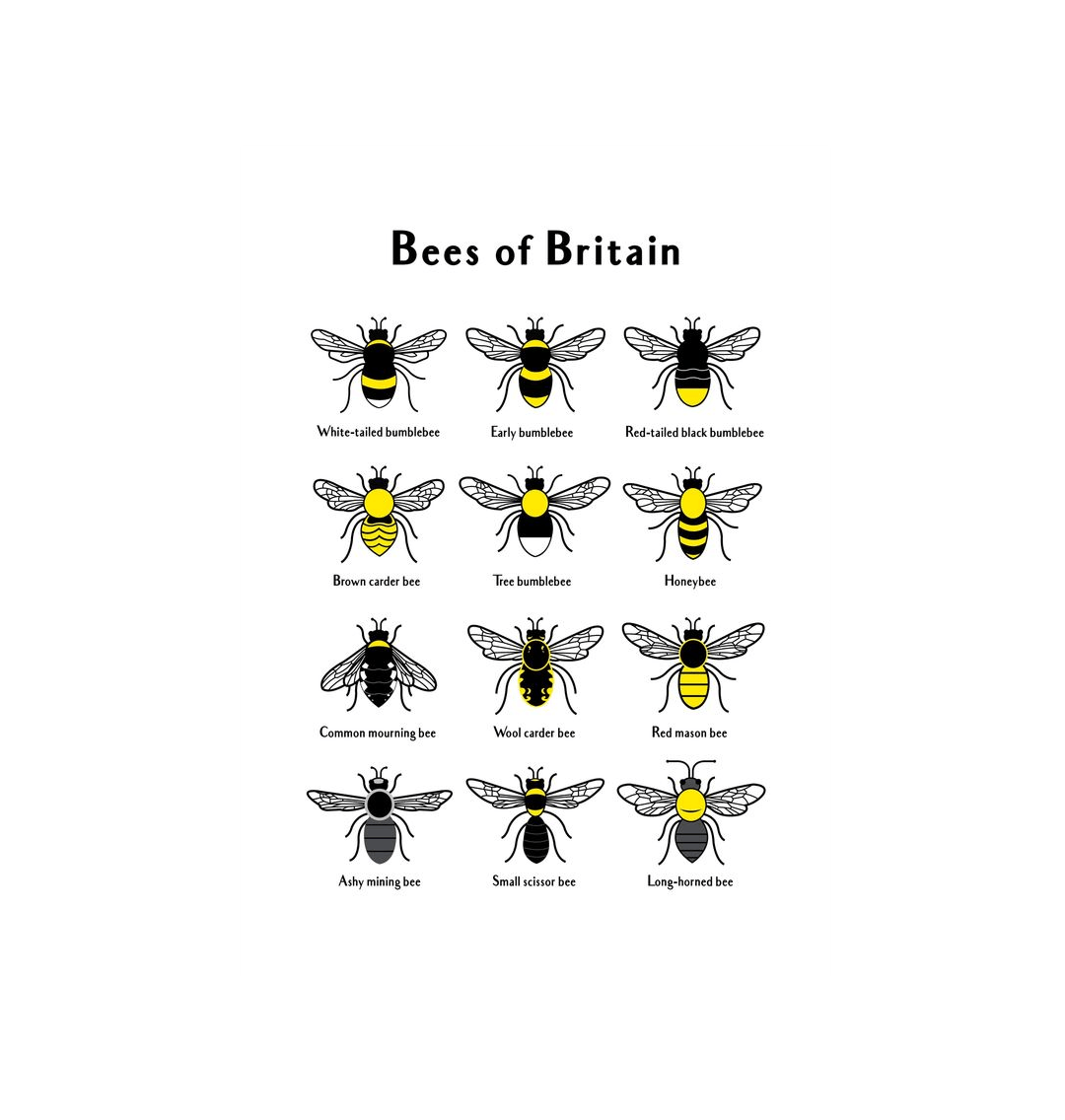 No Frame Bees of Britain Print 2