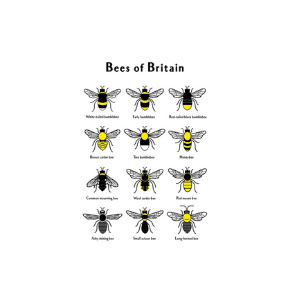 No Frame Bees of Britain Print 2