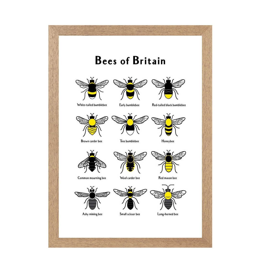 Natural Frame Bees of Britain Print 2