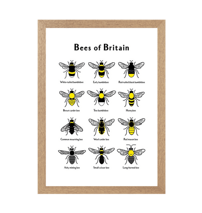 Natural Frame Bees of Britain Print 2