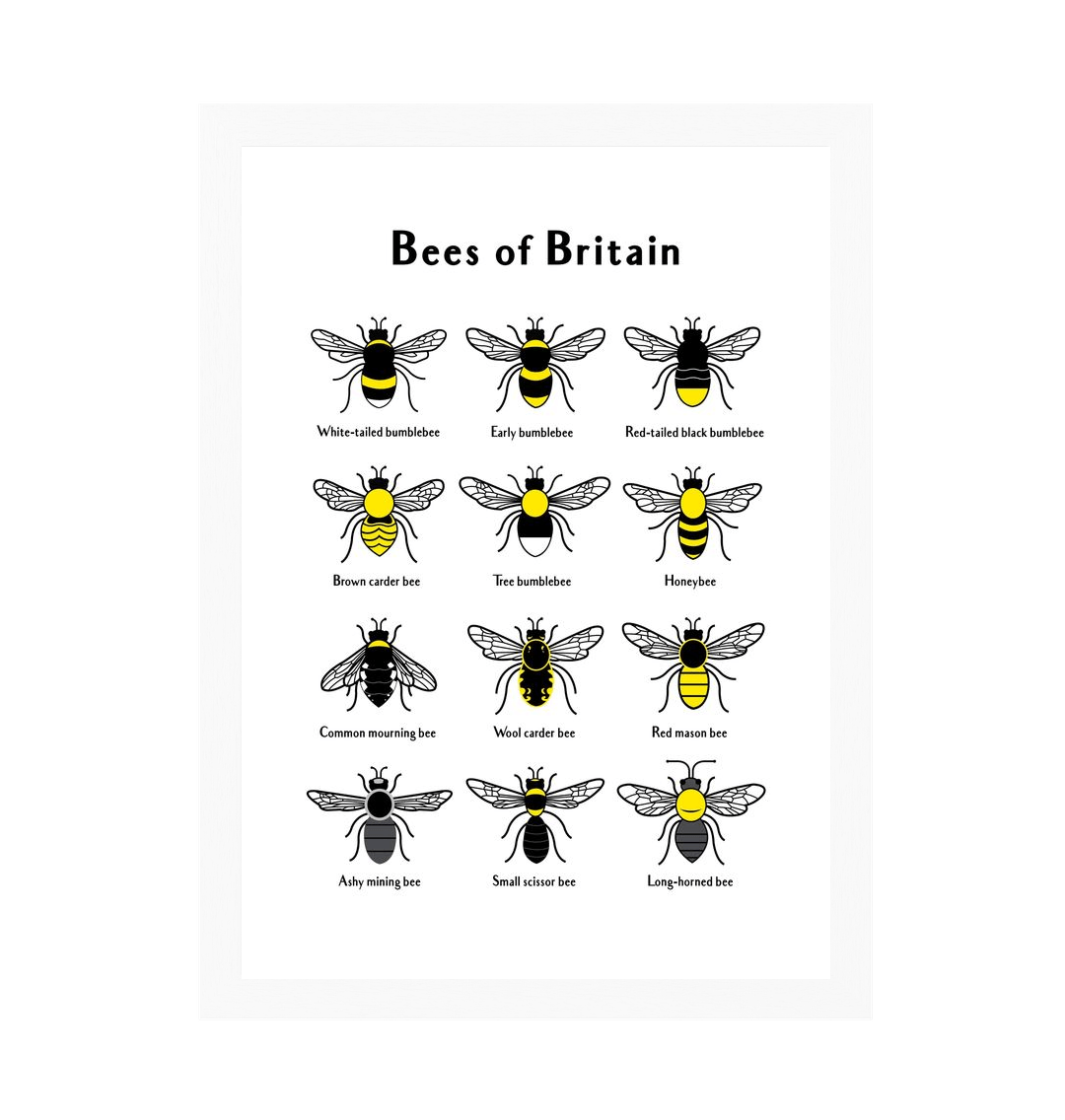 White Frame Bees of Britain Print 2