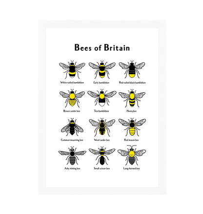 White Frame Bees of Britain Print 2