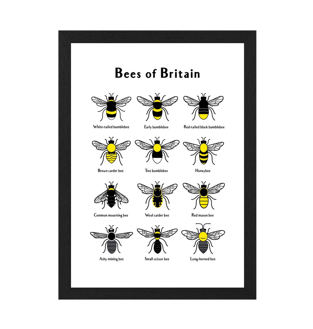 Black Frame Bees of Britain Print 2